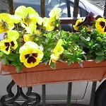 Kraybrezhna 3 Guest house Pomorie