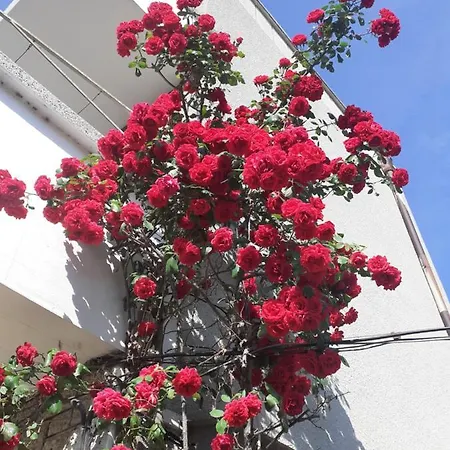 Affittacamere Kraybrezhna 3