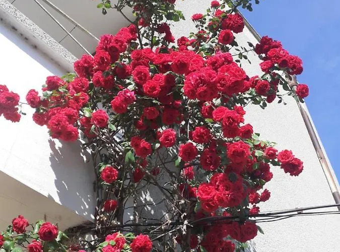 招待所 Kraybrezhna 3